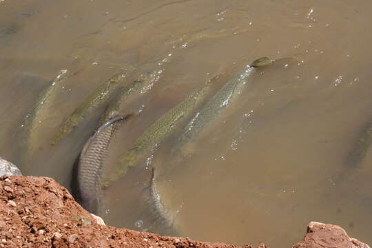 Image of Spotted gar