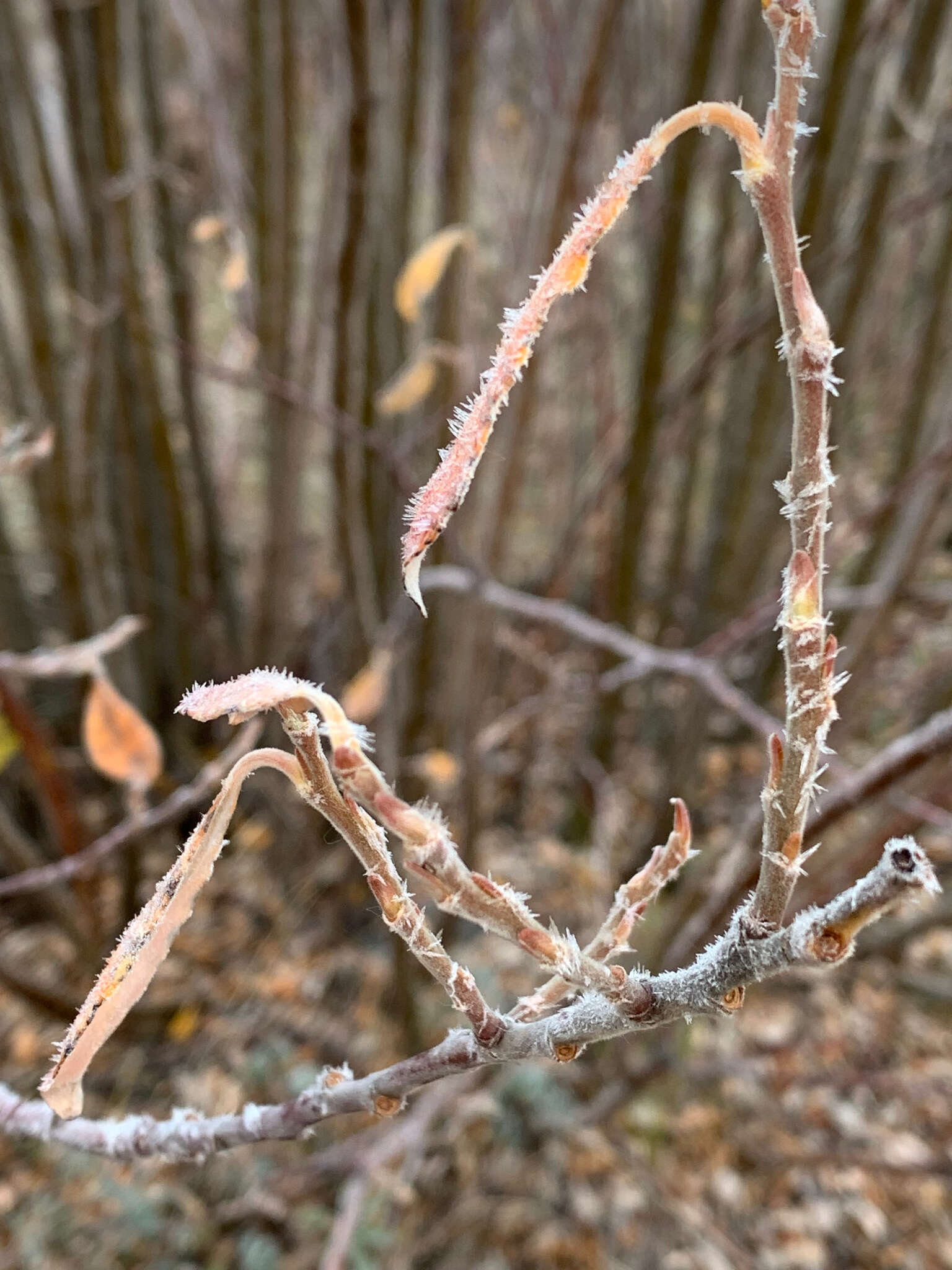 Sivun Salix alaxensis (Anderss.) Coville kuva