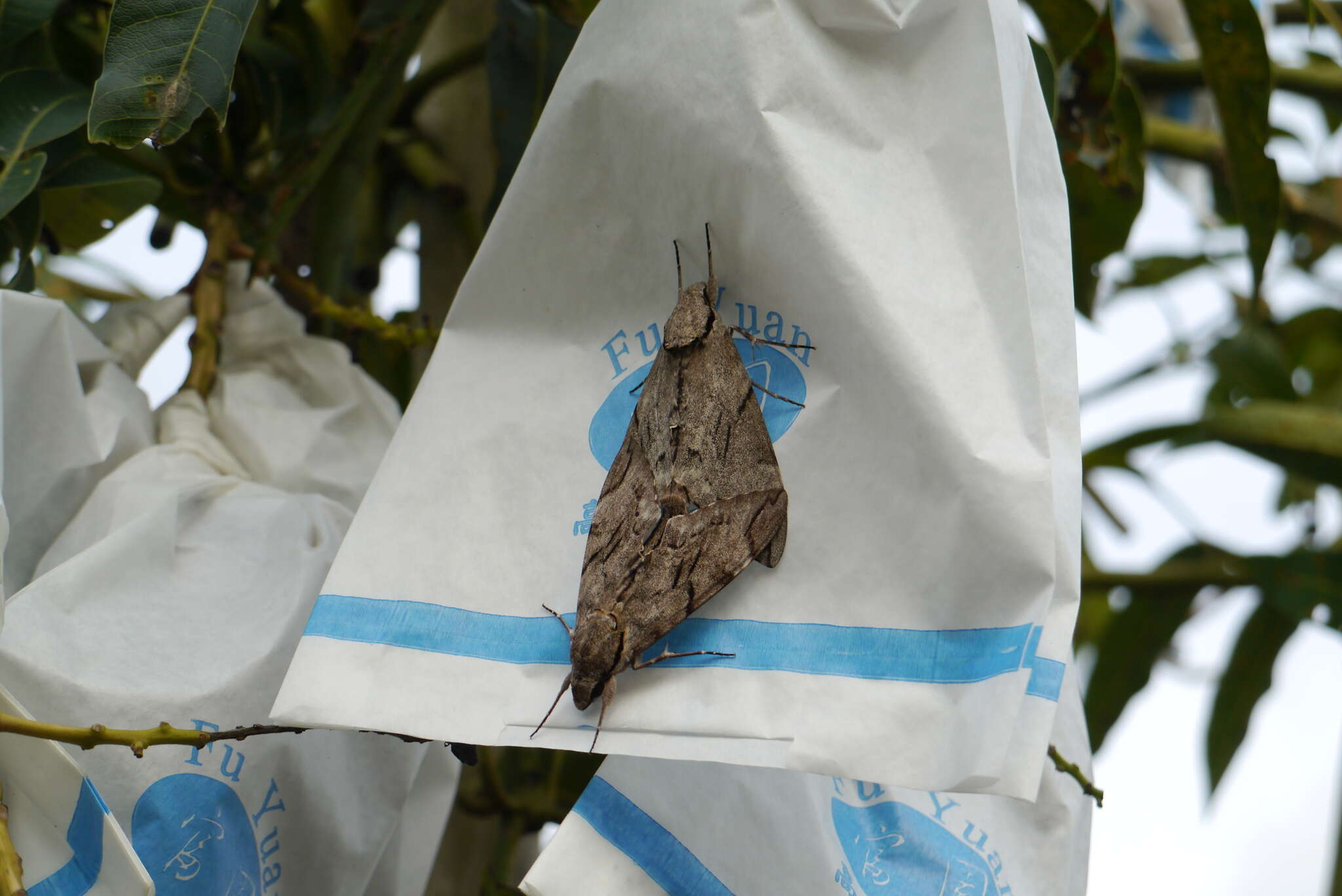 Image of Gray hawk moth