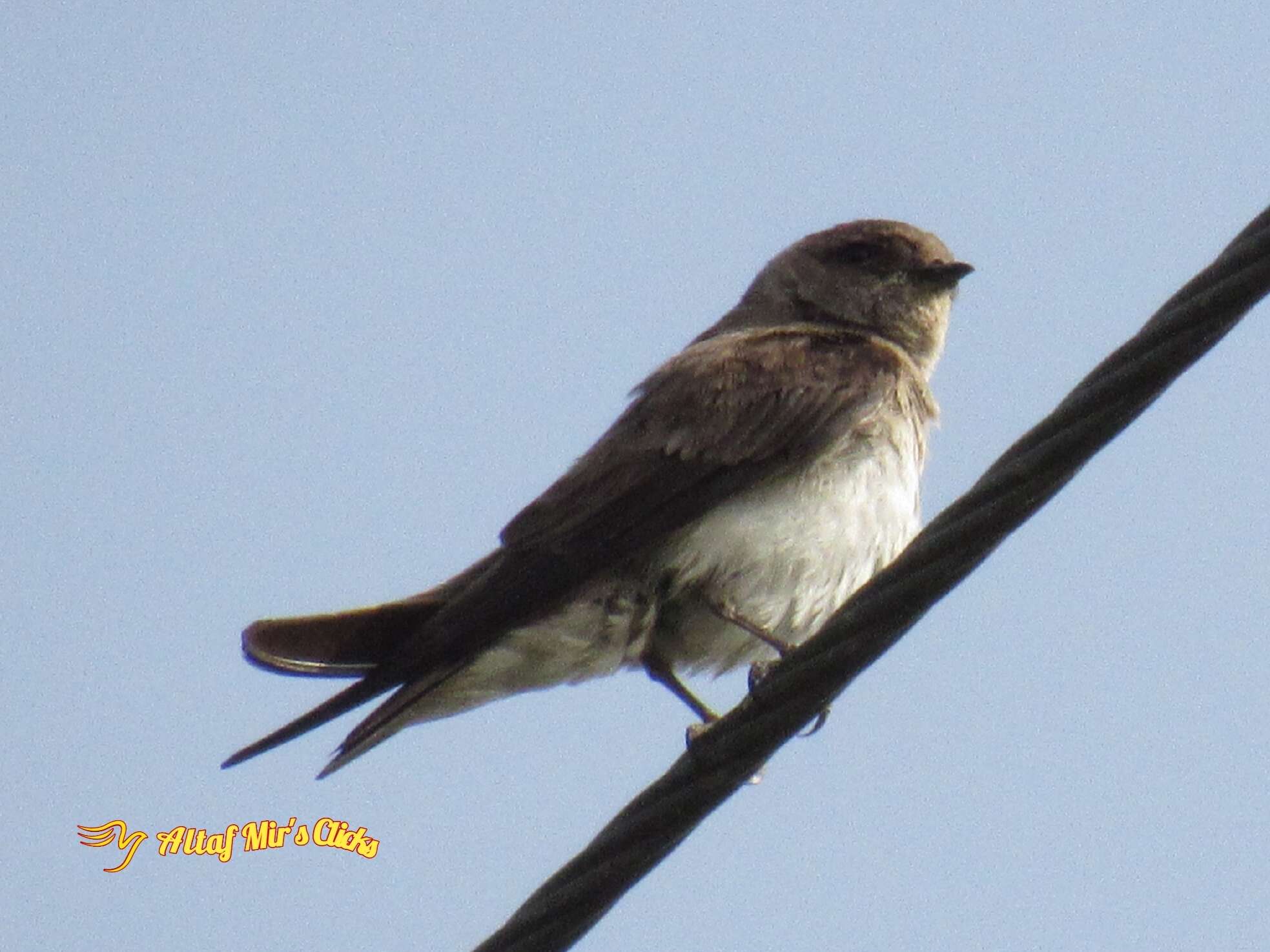 Image of Grey-throated Martin