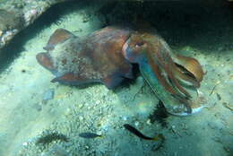 Image of Giant Australian Cuttlefish