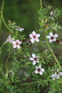 Imagem de Leptospermum scoparium Forst.