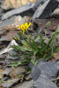 Слика од Taraxacum pseudoatratum Orazova