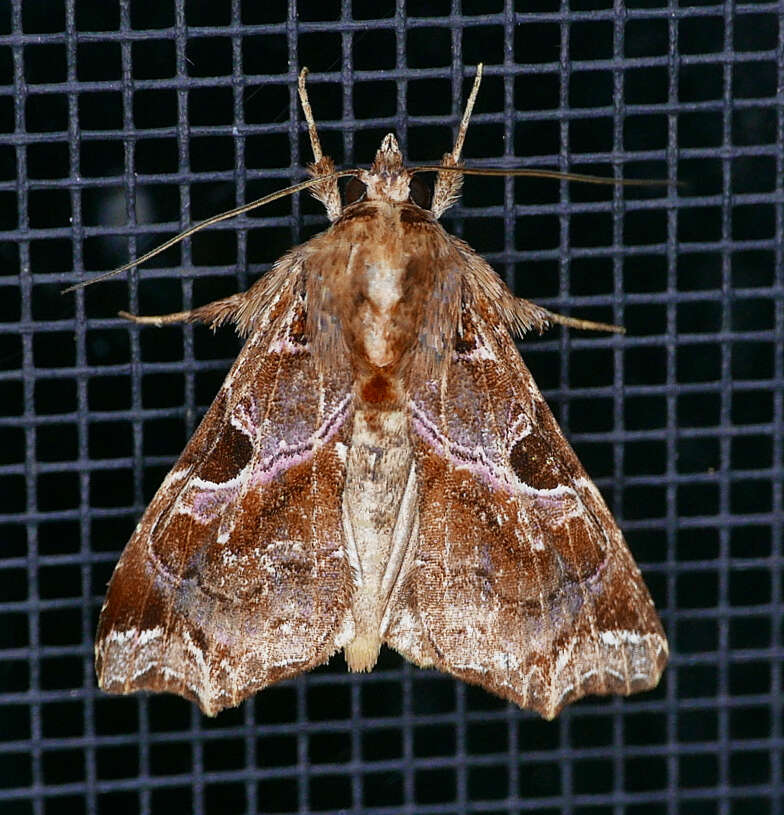 Image de Callopistria floridensis Guenée 1852