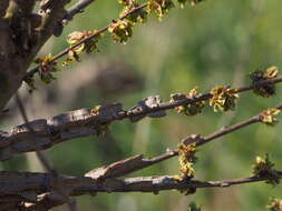 صورة Ophiostoma ulmi (Buisman) Nannf. 1934