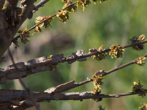 Image of Dutch elm disease