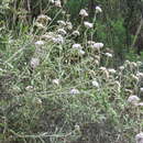 Imagem de Lourteigia stoechadifolia (L. fil.) R. King & H. Rob.