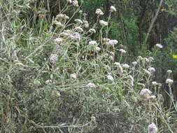 Image of Lourteigia stoechadifolia (L. fil.) R. King & H. Rob.