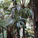 Image of Aniba robusta (Klotzsch & Karsten) Mez
