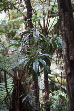 Image of Aniba robusta (Klotzsch & Karsten) Mez