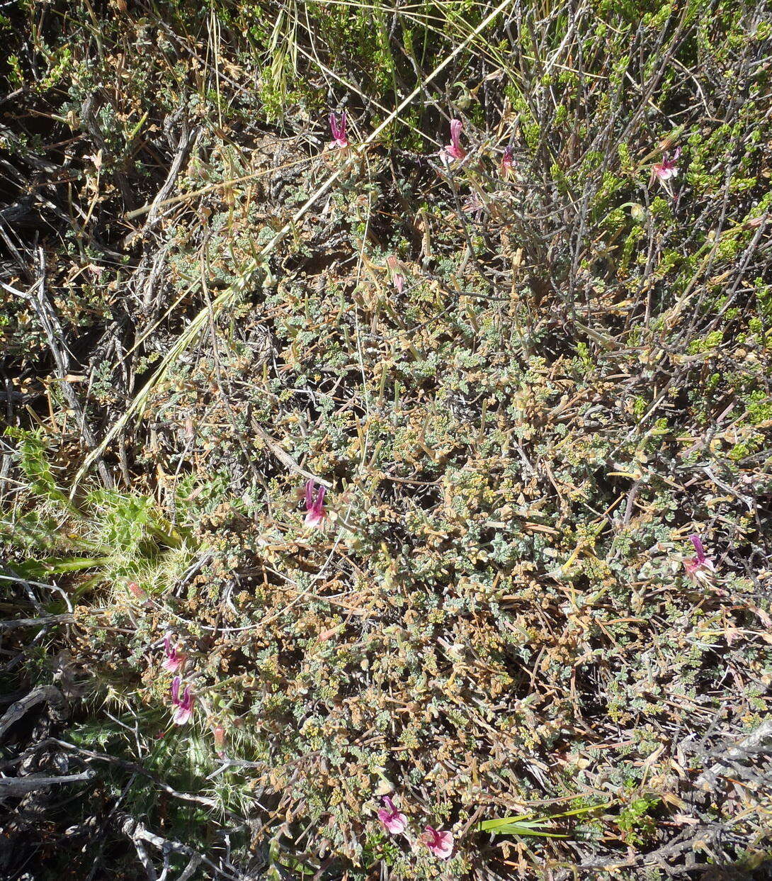 Image of Pelargonium griseum Knuth