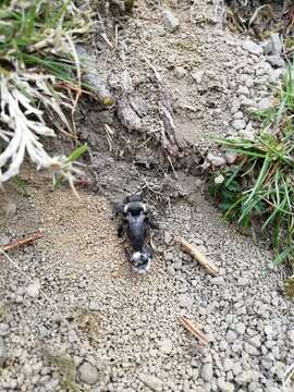 Image of Ashy Mining Bee