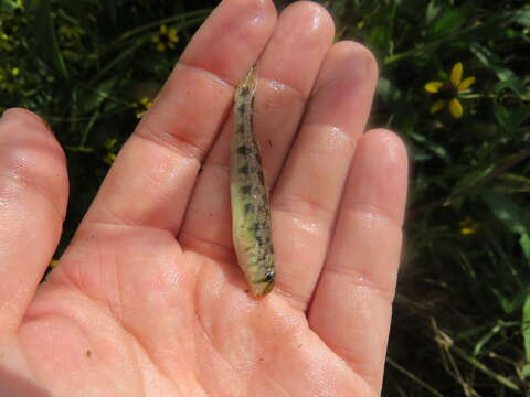 صورة Etheostoma atripinne (Jordan 1877)