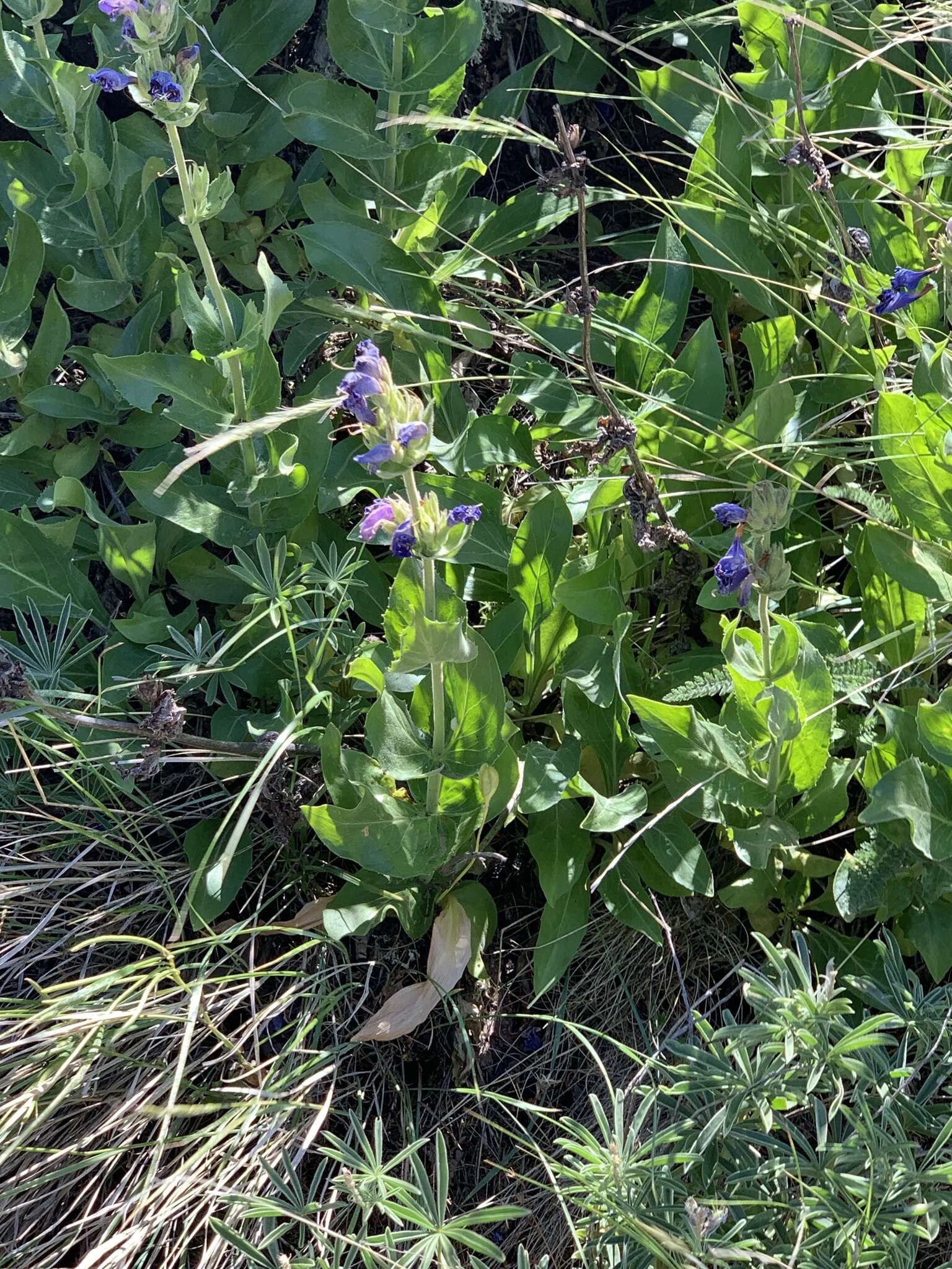 Image of stickystem penstemon