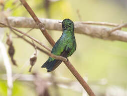 Chlorostilbon mellisugus (Linnaeus 1758) resmi