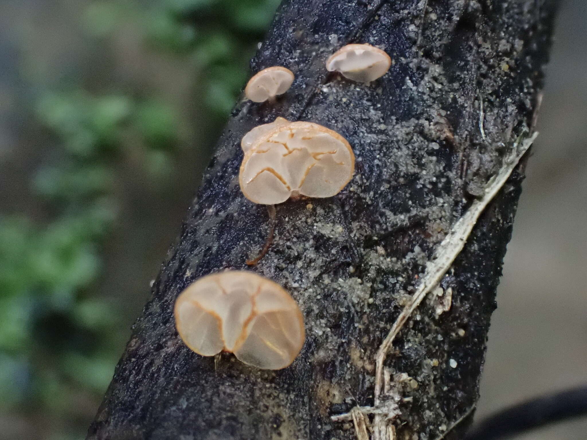 Image of Campanella pustulata (Berk. & Broome) Lloyd 1986