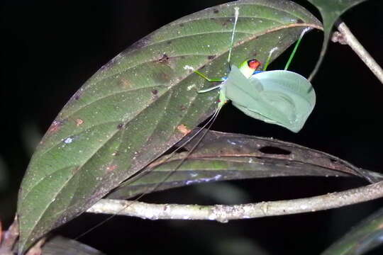 Image of Tympanophyllum