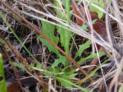 Image de Nabalus autumnalis (Walt.) Weakley