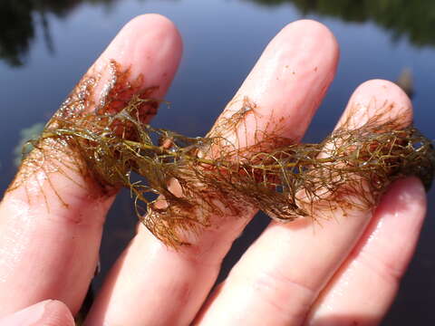 Image of Farwell's Water-Milfoil