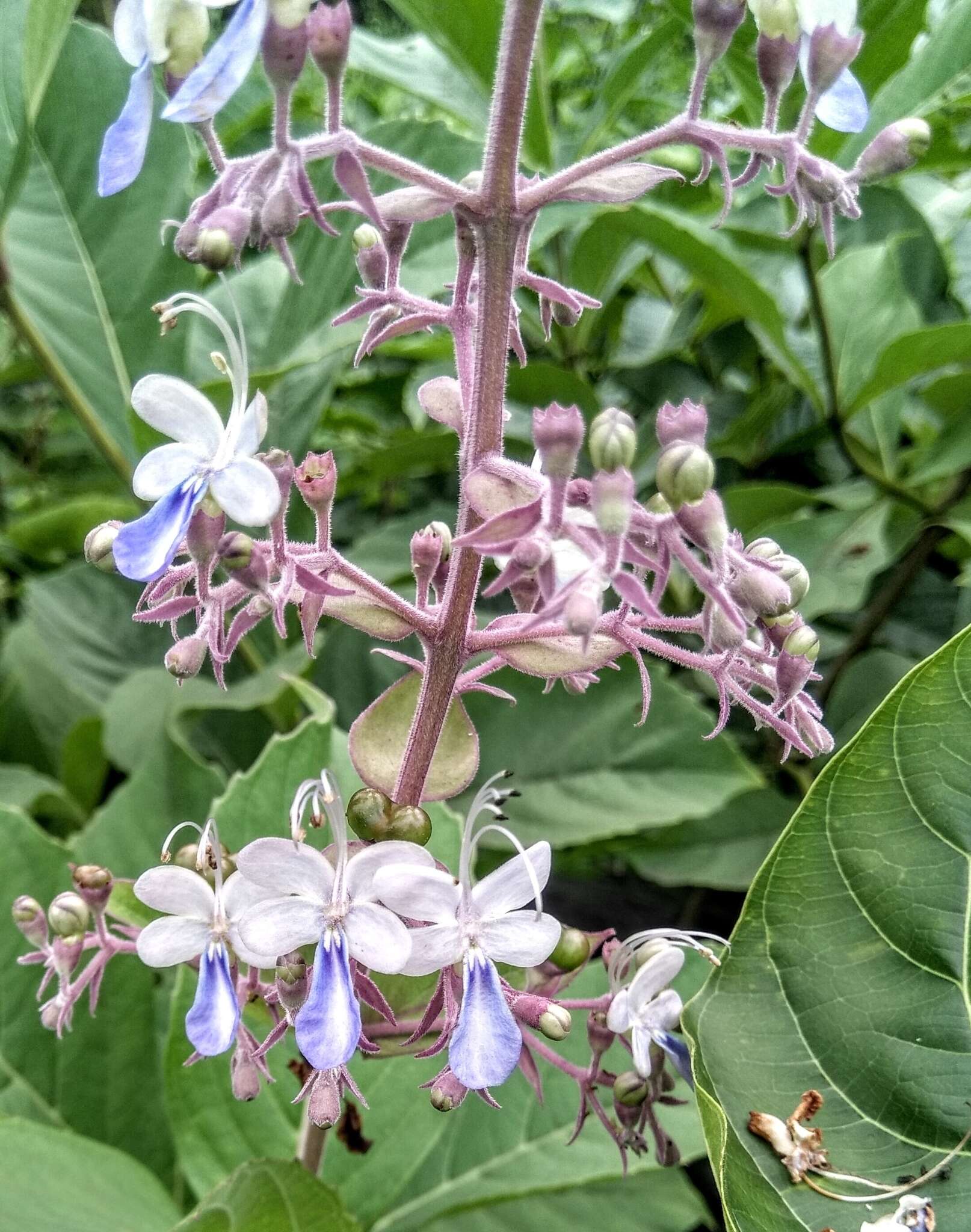 Слика од Rotheca serrata (L.) Steane & Mabb.