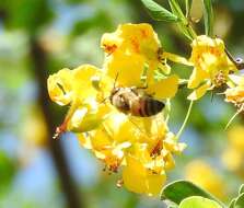 Image of haematoxylum