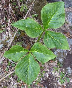 Image of Arisaema griffithii Schott