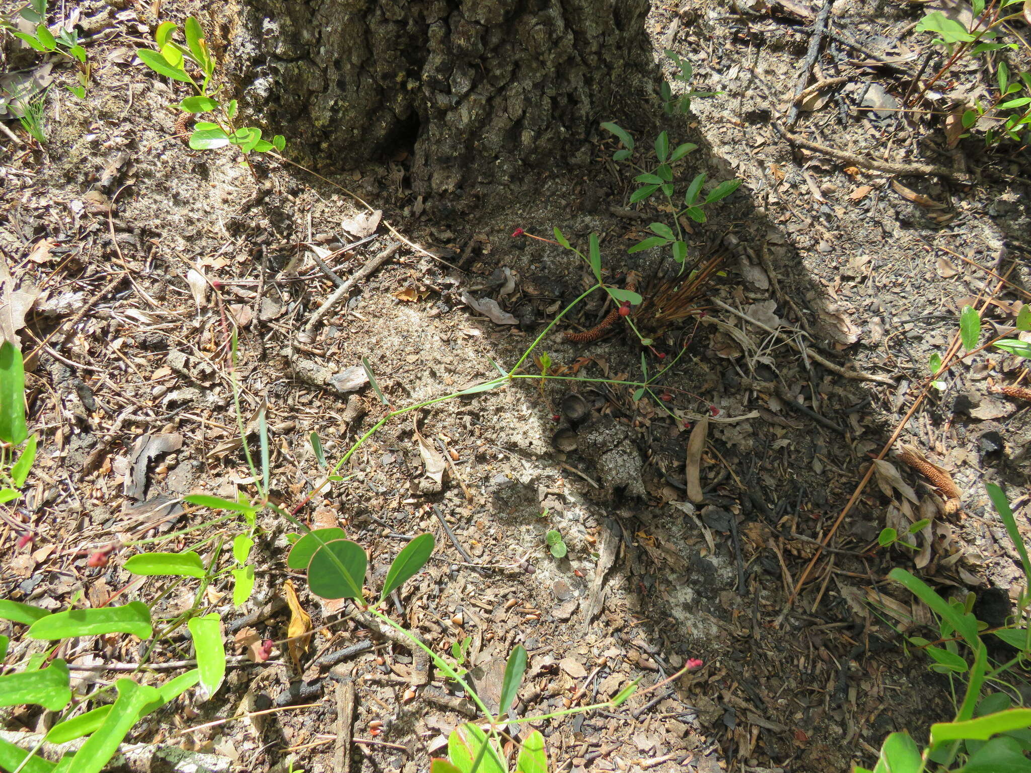 Image of coastal sand spurge