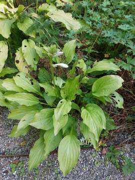 Image de Hosta plantaginea (Lam.) Asch.