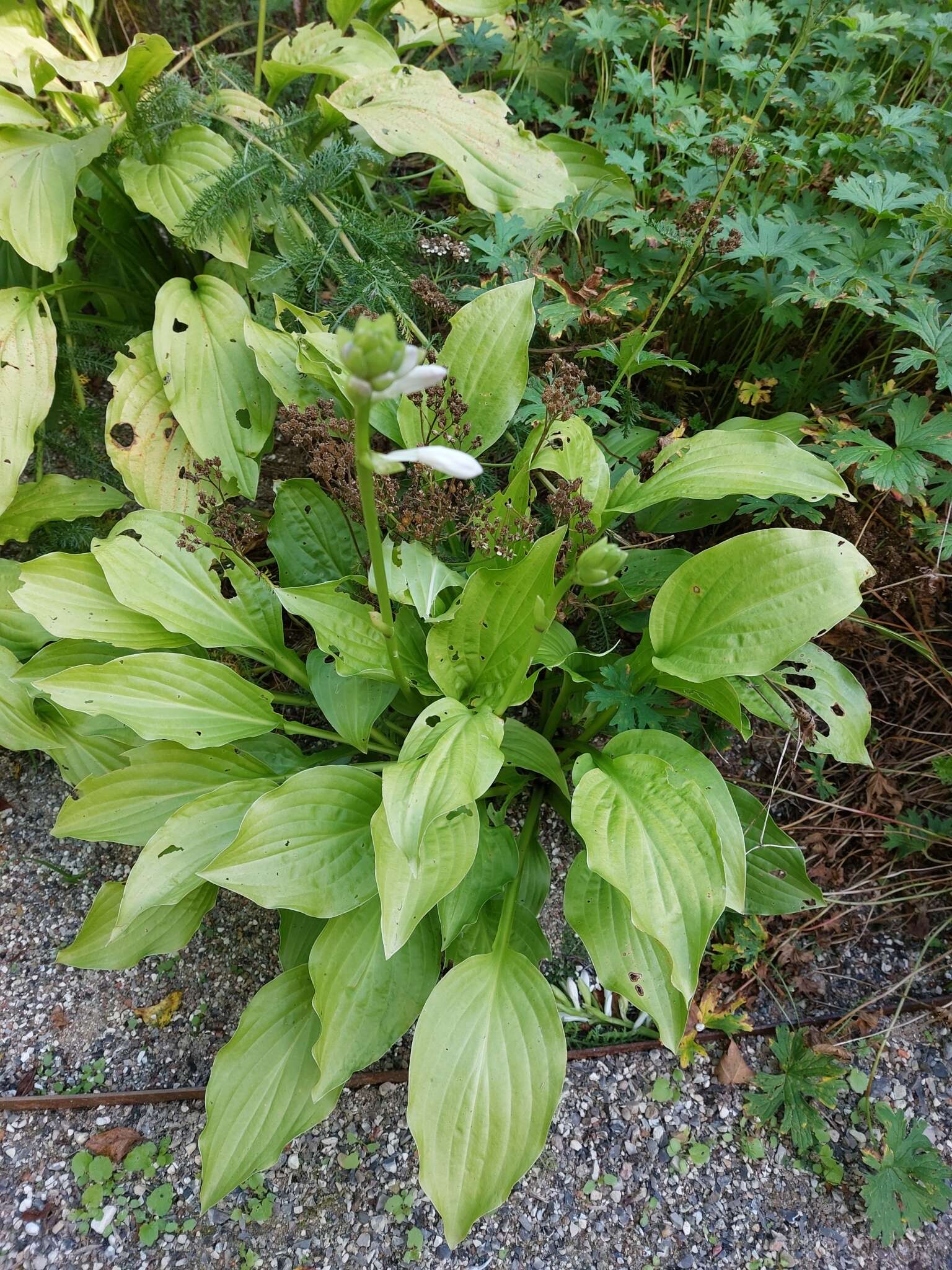 Imagem de Hosta plantaginea (Lam.) Asch.