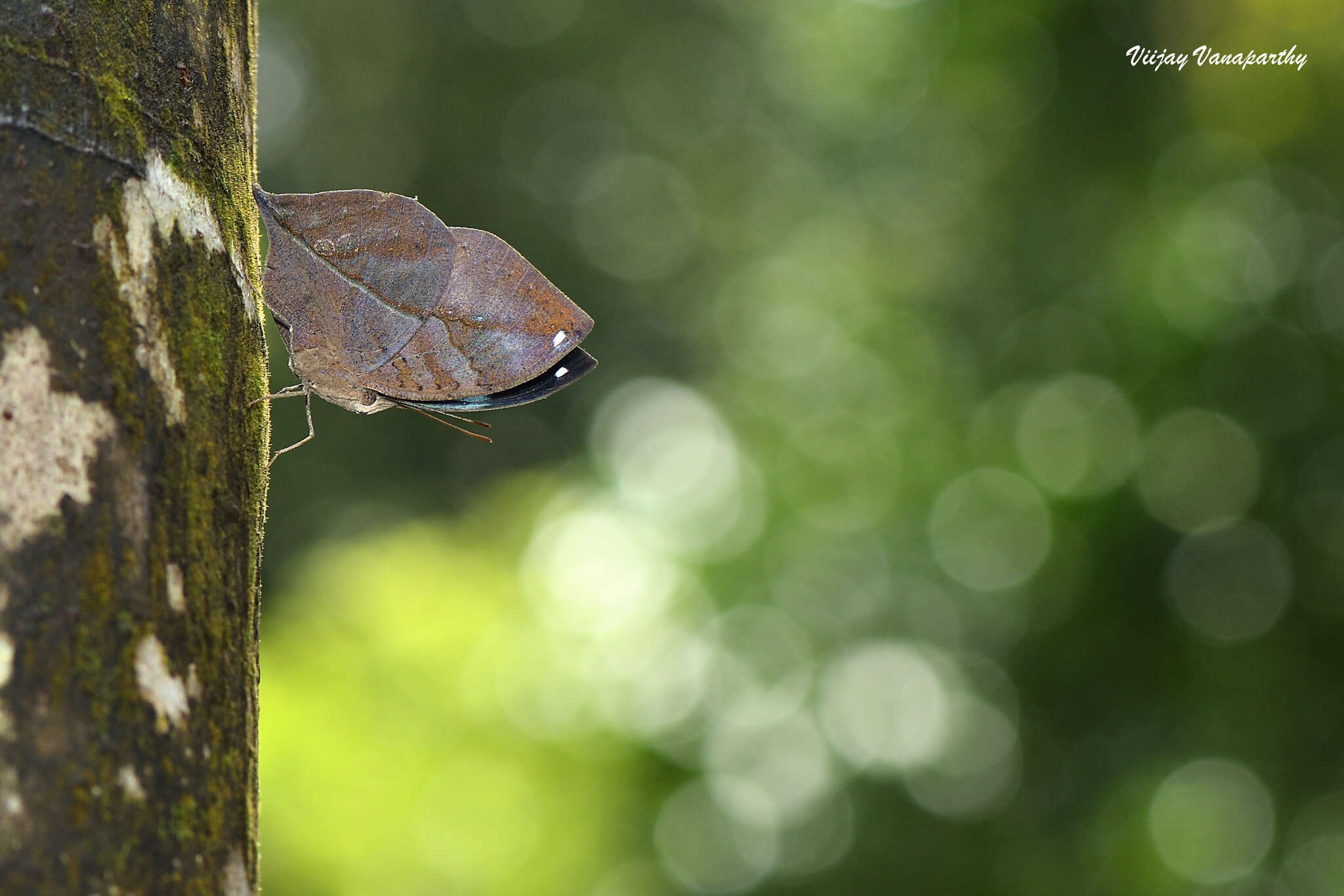 Image of Sahyadri blue oakleaf