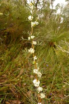 Image of Grevillea trifida (R. Br.) Meissner