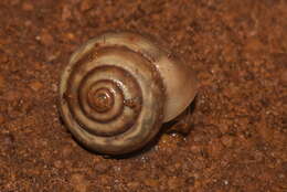 صورة Cryptozona ligulata