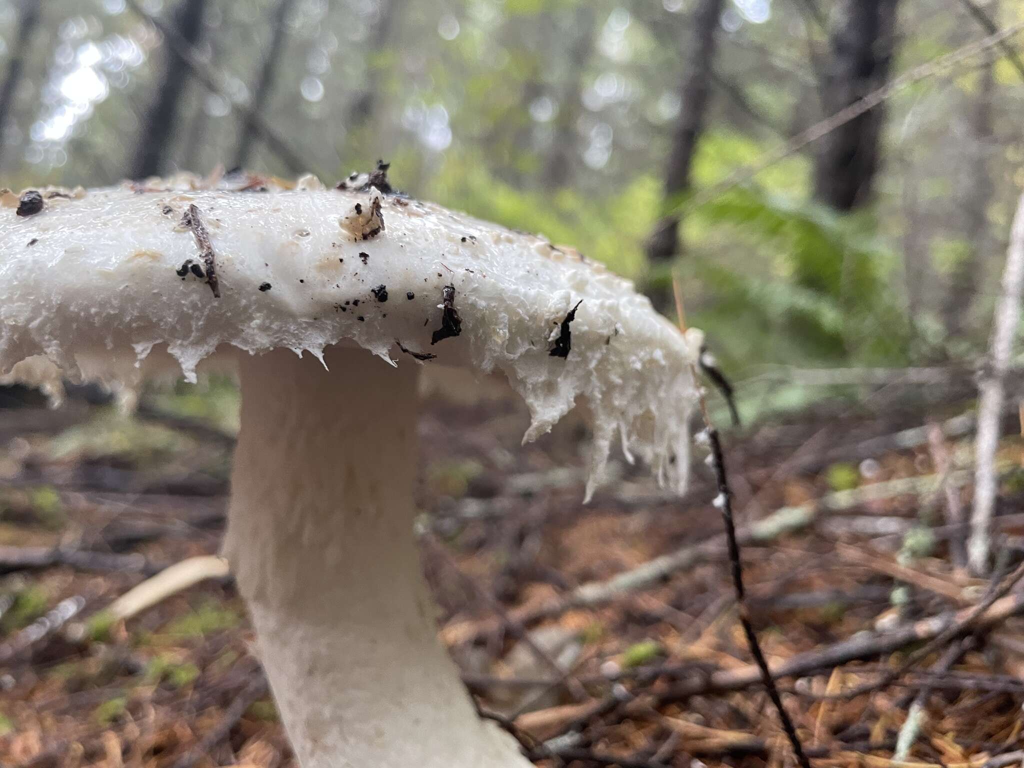 Plancia ëd Amanita smithiana Bas 1969