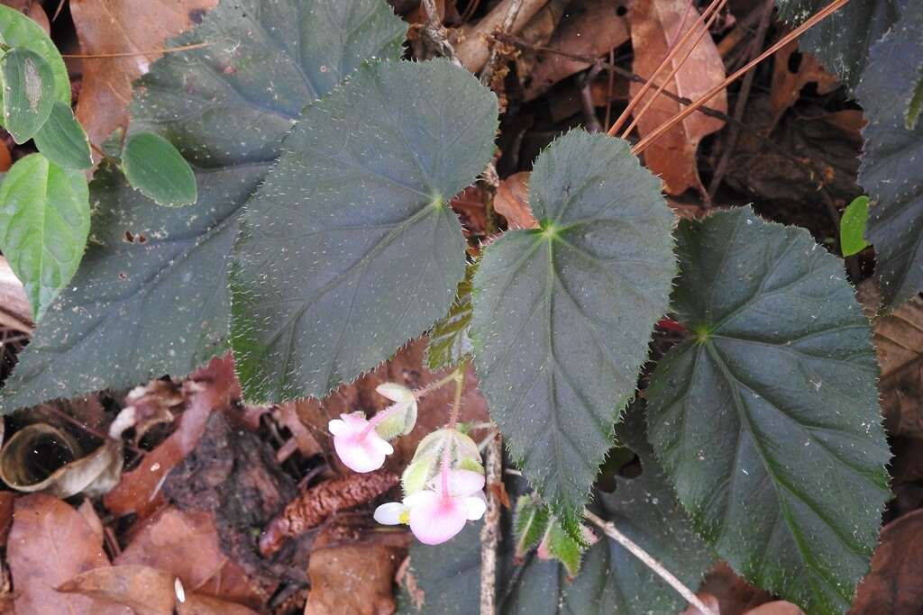 Слика од Begonia oaxacana A. DC.