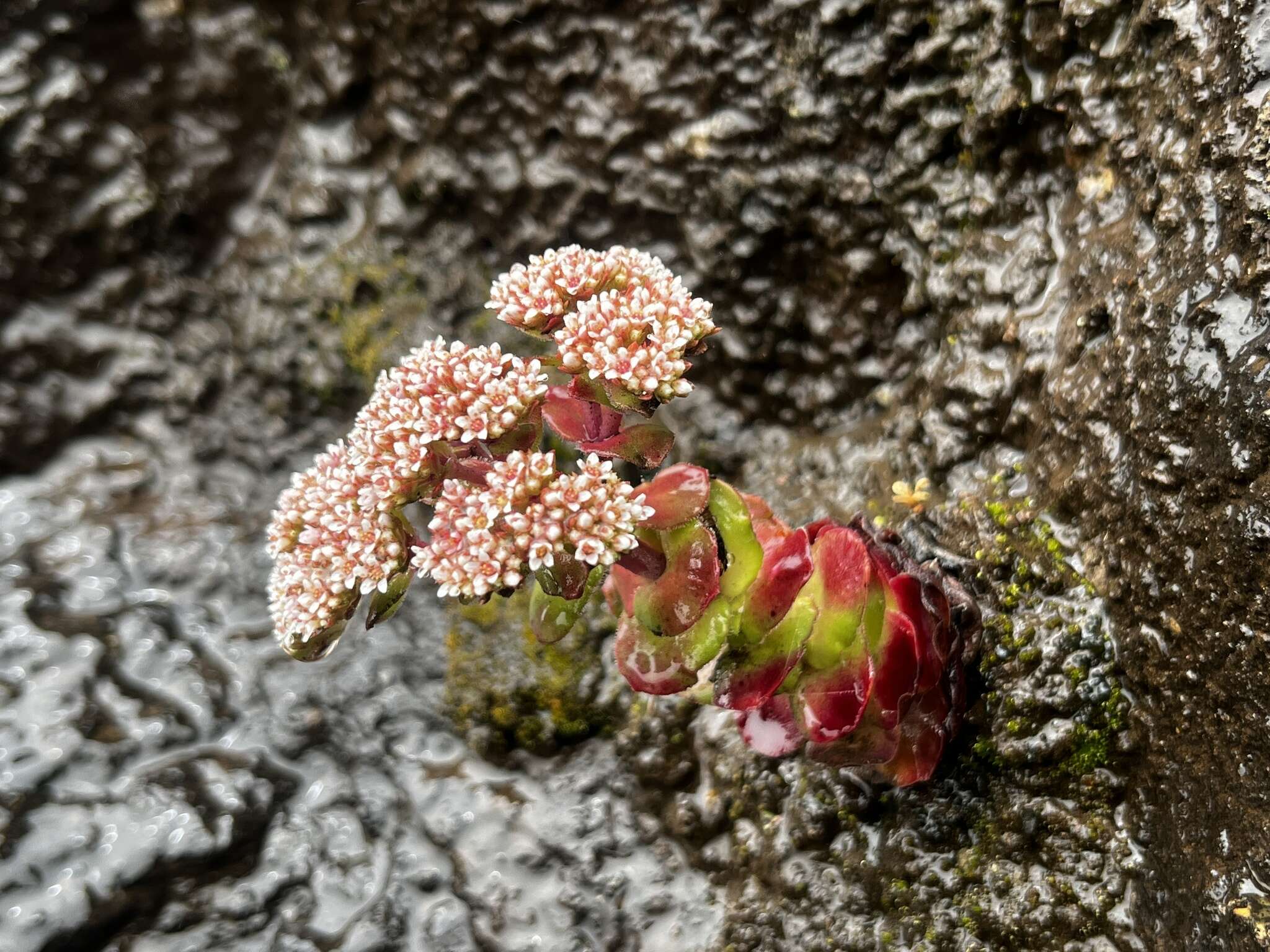 Image of Crassula natalensis Schönl.