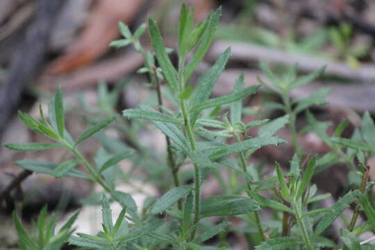 Image of Gonocarpus elatus (A. Cunn. ex Fenzl) Orchard