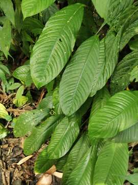 Image de Spathiphyllum commutatum Schott