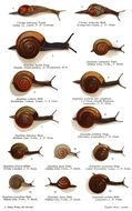 Image of pellucid snail