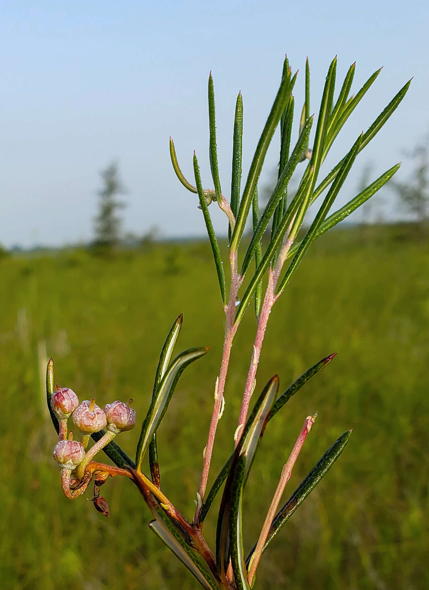 Image of bog rosemary