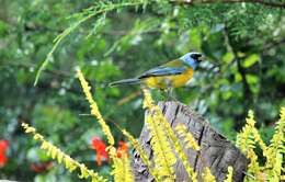 Image of Blue-and-yellow Tanager