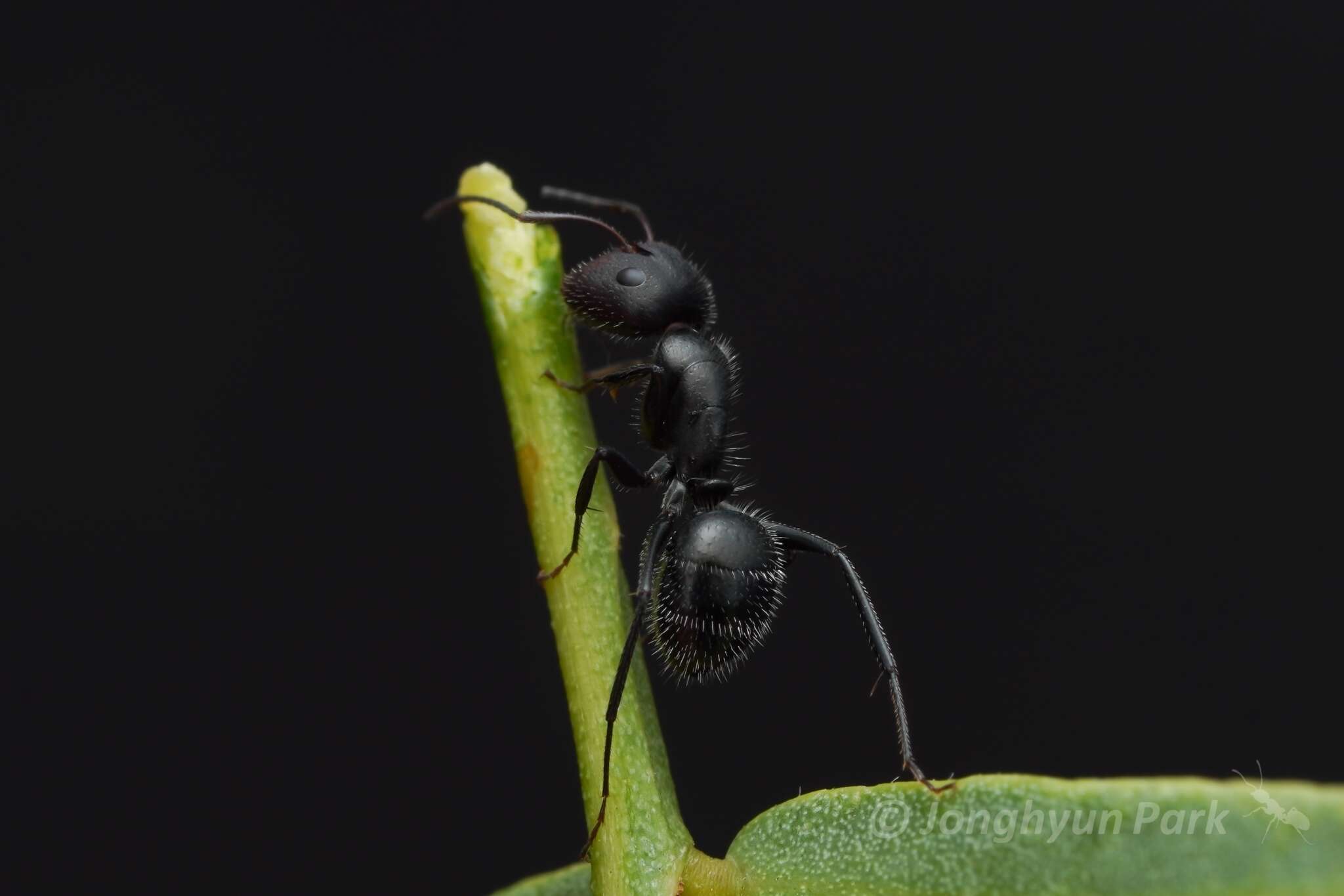 صورة Camponotus ulcerosus Wheeler 1910