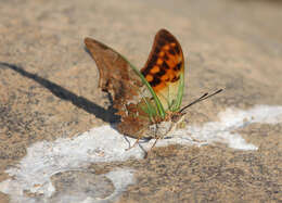 Image of Green-veined Charaxes