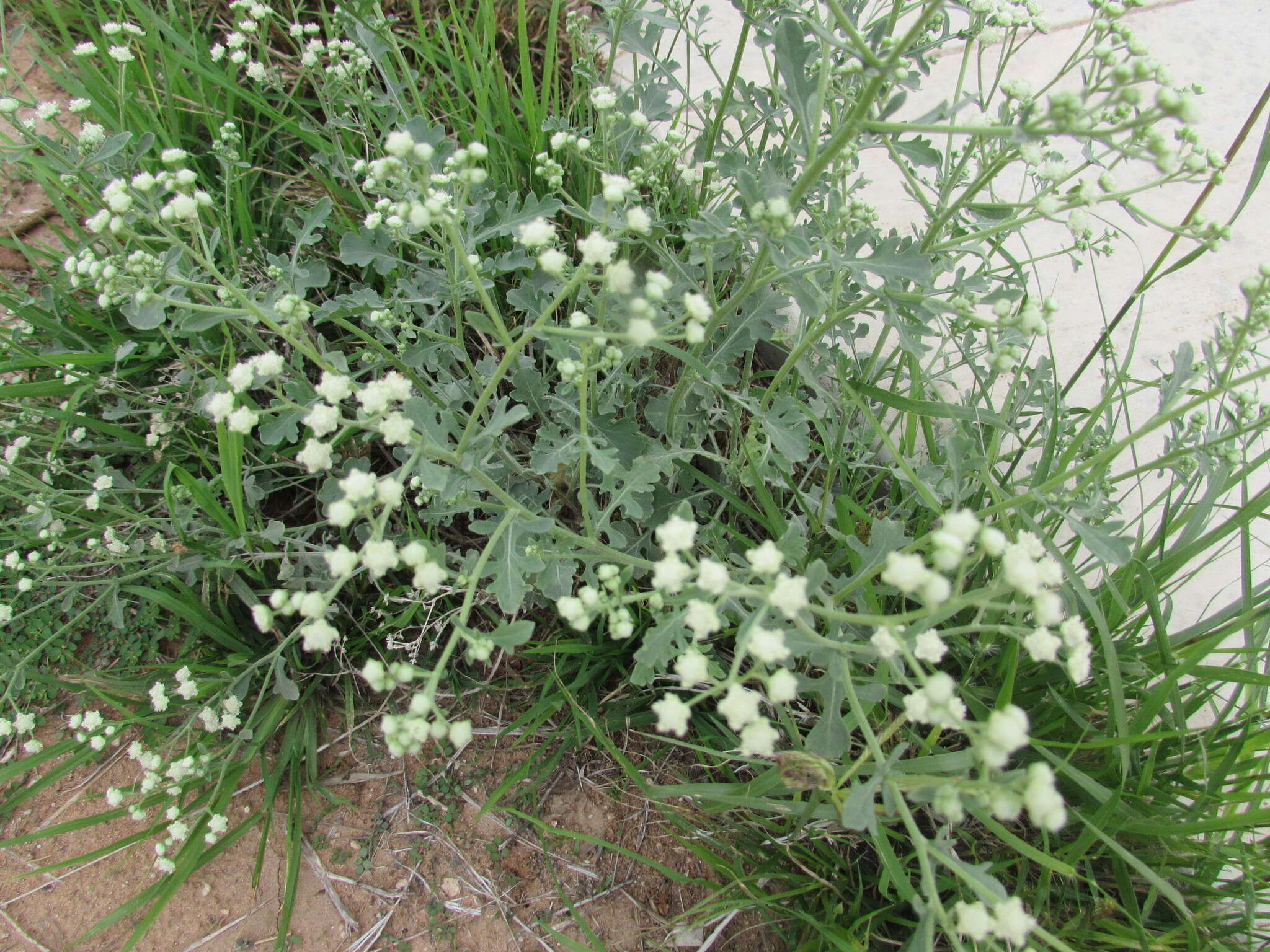 Image of Gray's feverfew