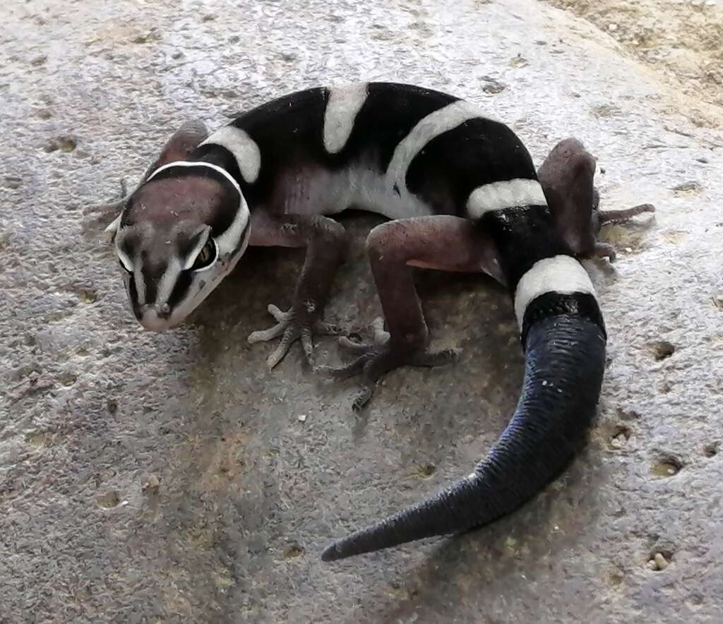 Image of Black Banded Gecko