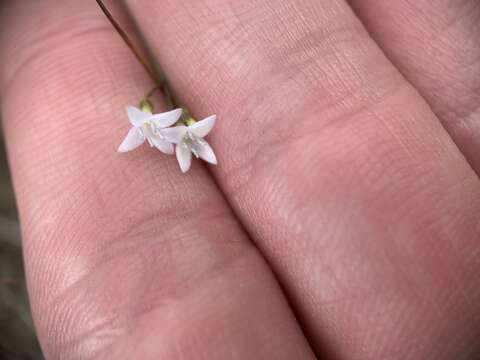 Image of Florida diamondflowers