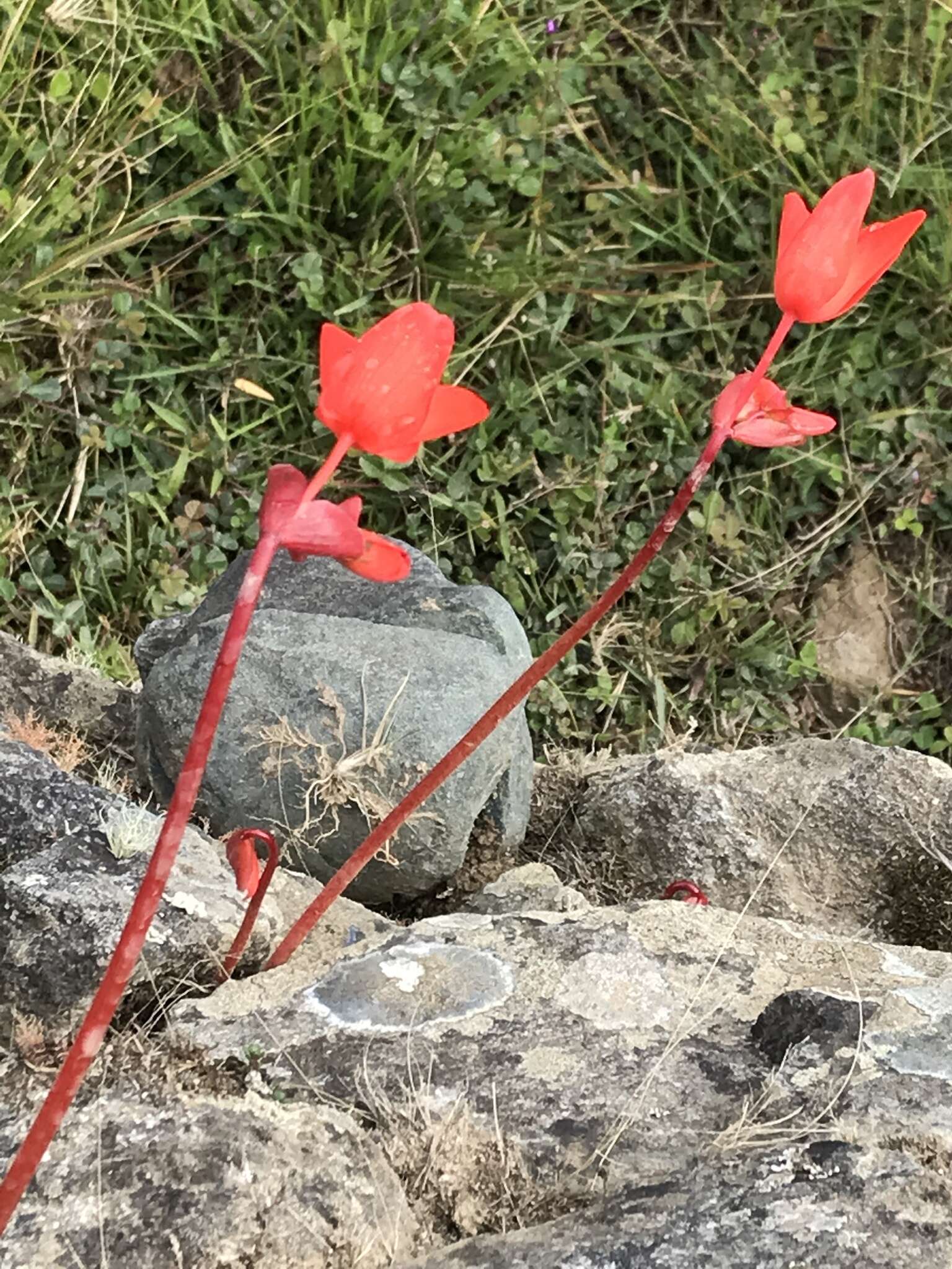 Слика од Begonia veitchii Hook. fil.