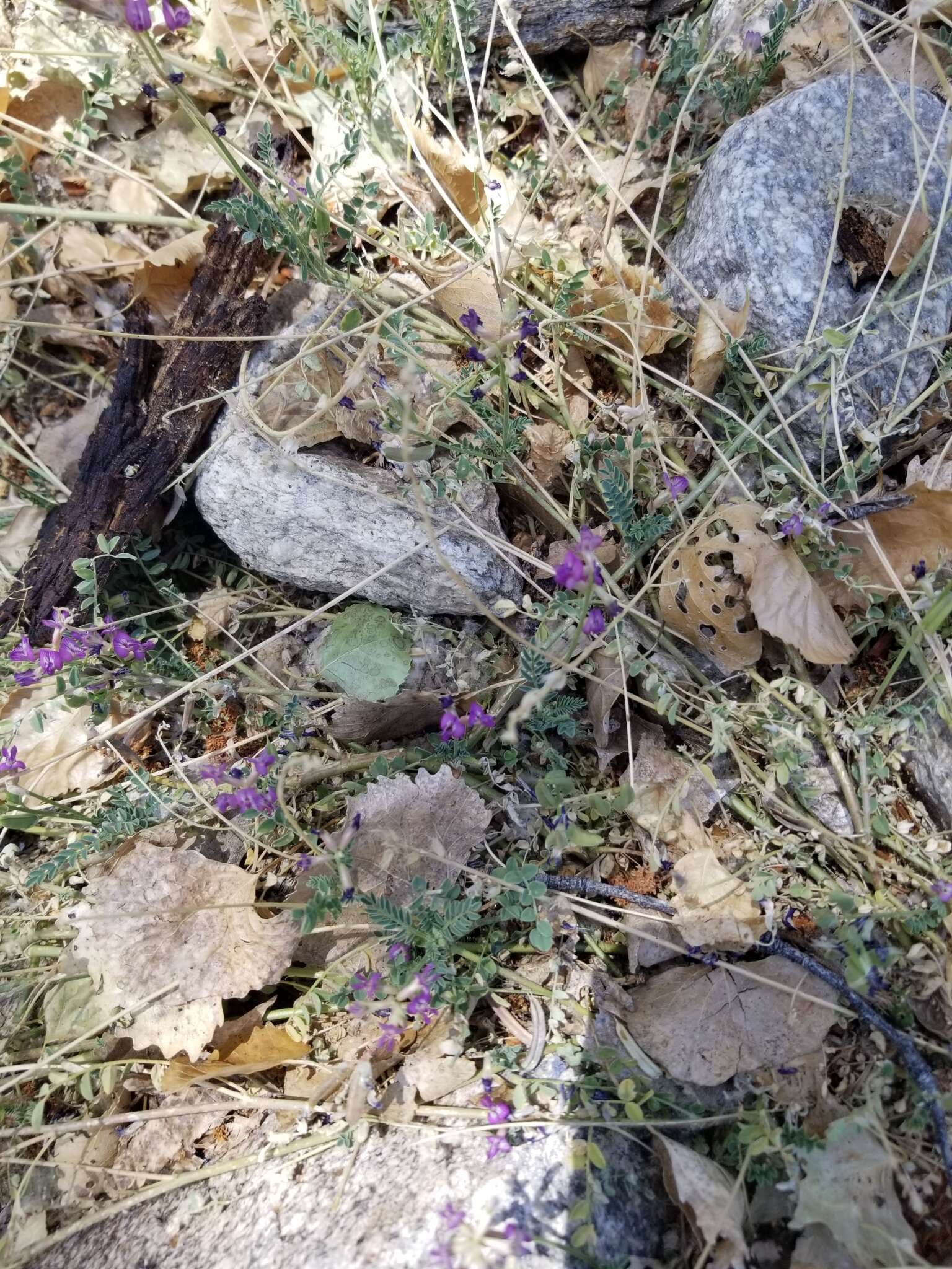 Imagem de Astragalus nothoxys A. Gray