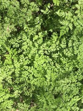 Image of spreading chervil