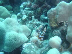 Image of Leopard moray eel