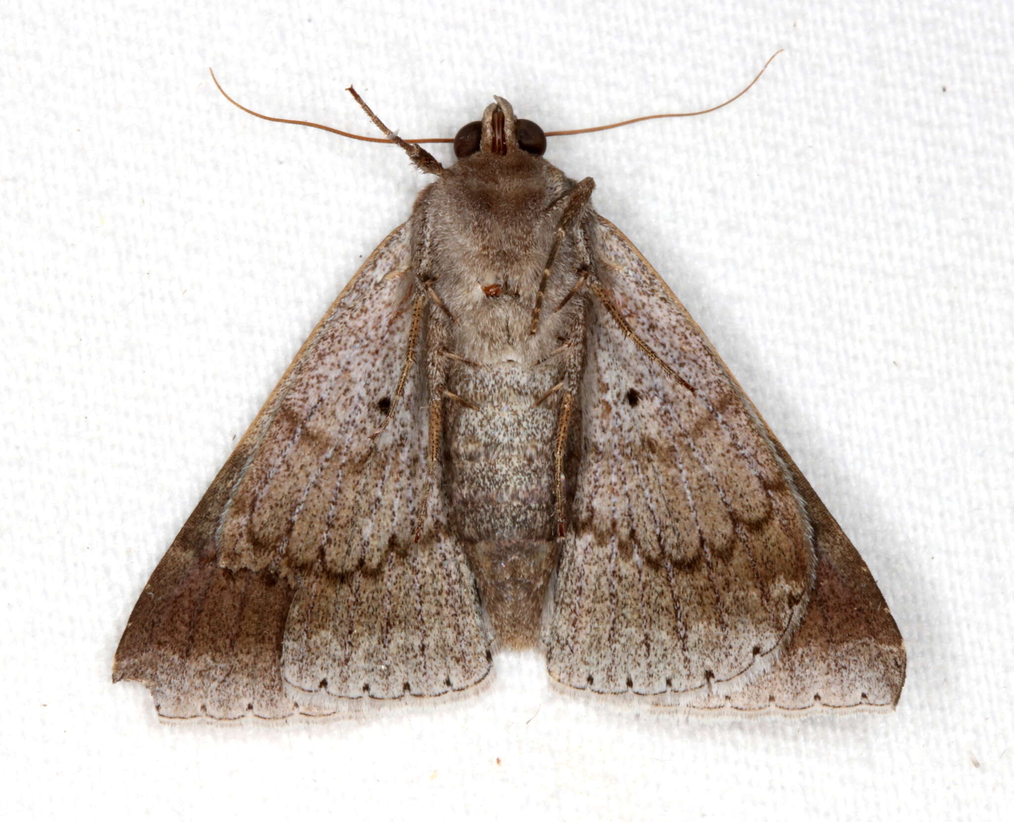 Image of Dysgonia constricta Butler 1874